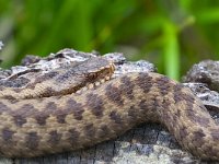 maudoc.com • Common Adder - Marasso - Vipera berus •  IMG_1248 copia.jpg